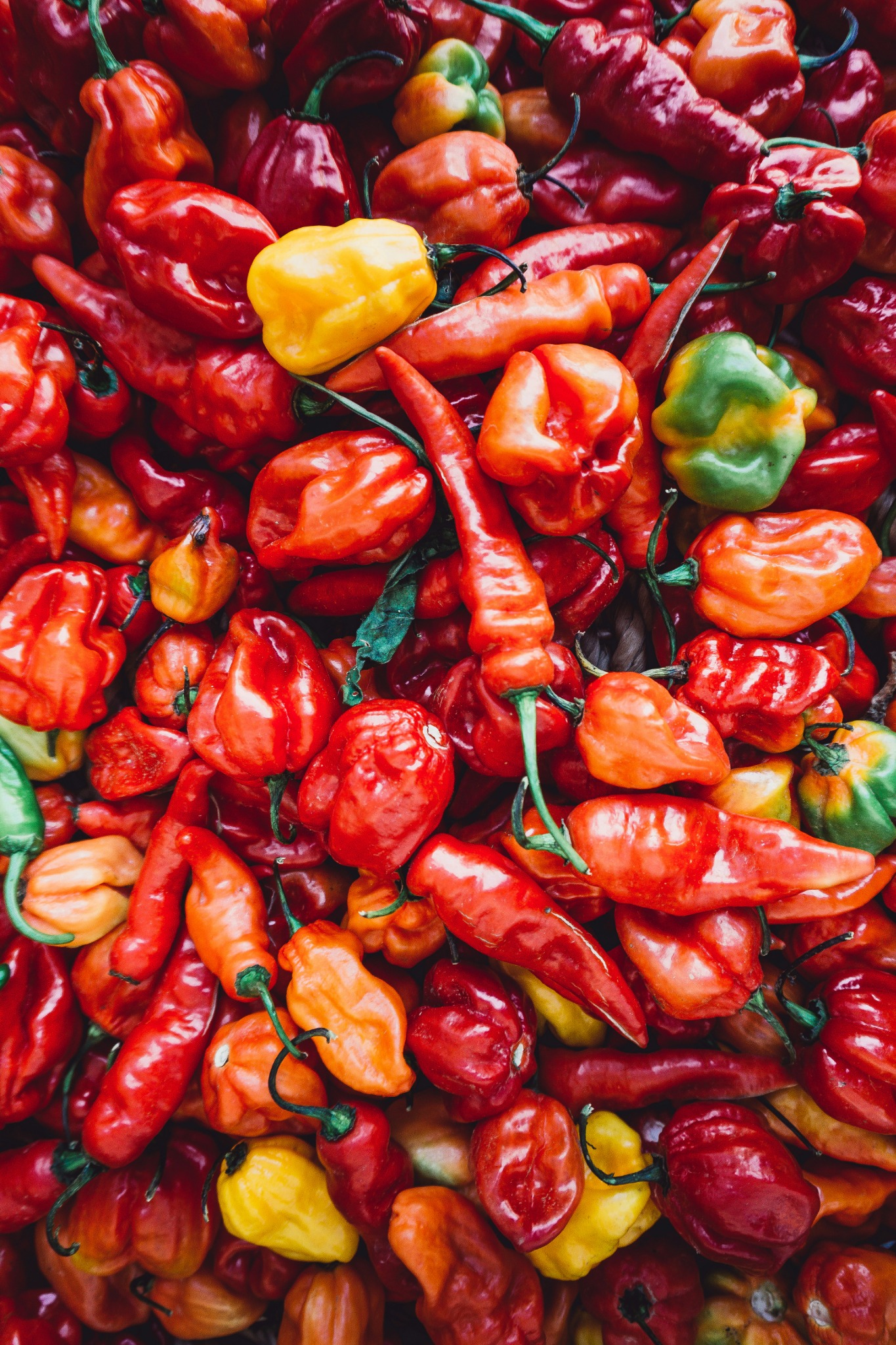 Shop Chilli